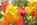 Tulpen